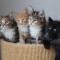 The Software developer fired after outsourcing his job sent his work time watching cat videos/